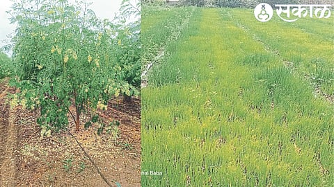 Damage to sevga crop due to unseasonal rains. In the second photo, the plight of the onion plants.