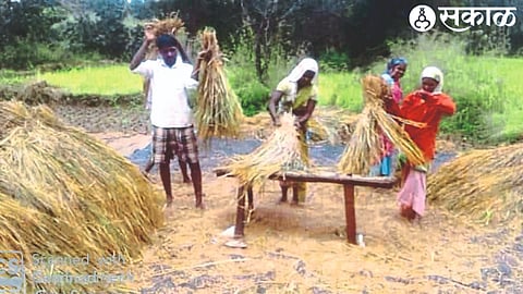 A farming family struggling to save the remaining paddy crop