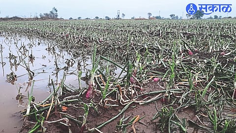 Unseasonal rain water accumulated in onion crop.