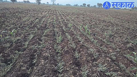 Gram crop burning in Rajendra Pawar's field due to blight and worm infestation.