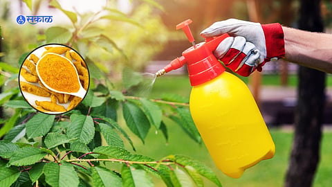 Gardening Tips
