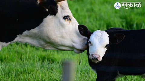 cow & calve
