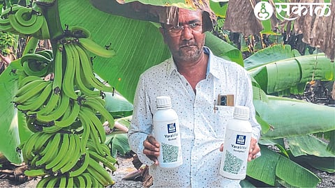 Farmers showing wildly grown bananas.