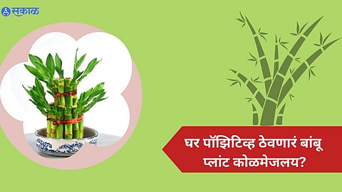 Bamboo Plnat