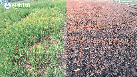 Onion plants that have turned yellow due to ripening due to rain without hail & Thunderstorms and showers