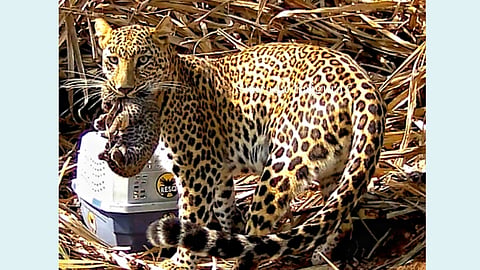 Leopard Cubs
