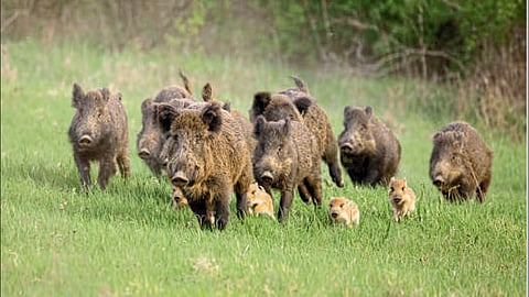Pig