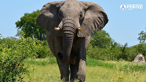 wild elephant attack gadchiroli