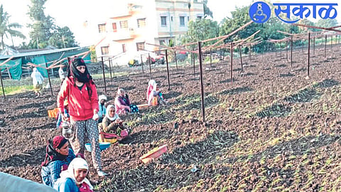 Onion cultivation in Navnath Patil Borgude's farm.