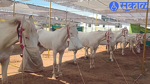 The best horses entered in the horse market here.