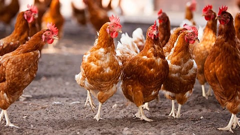 Indigenous Chickens