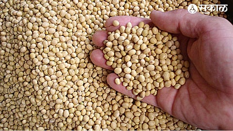 Soy Bean