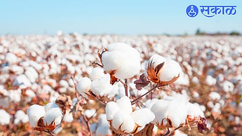 Cotton Crop