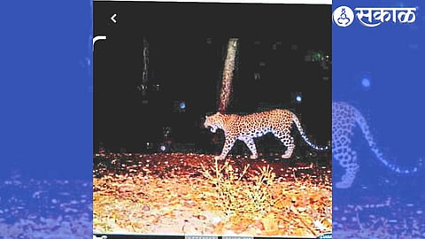Photograph taken of the free movement of leopards at Vardar Shivara in Kandhane.