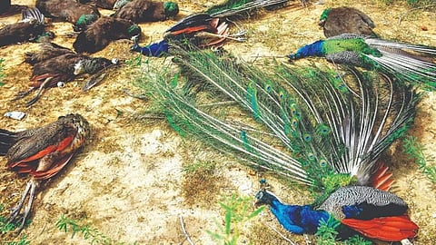 11 Peacocks Die Krishna River in Manjari