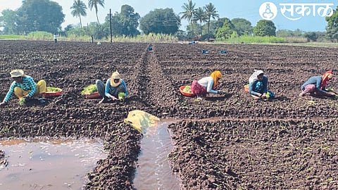 Farmers engaged in onion cultivation.