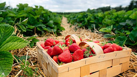 Mahabaleshwar Strawberry