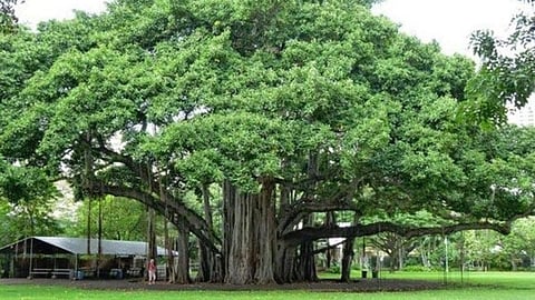 Peepal Tree