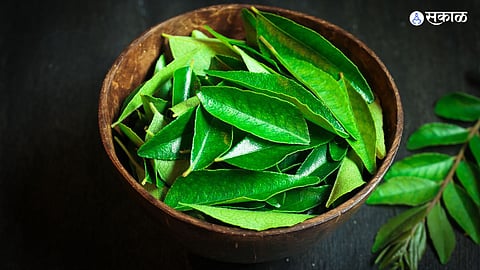 Curry Leaves Benefits : आरोग्याच्या कित्येक समस्यांवर कढीपत्ता आहे गुणकारी; 'अशा' प्रकारे करा वापर