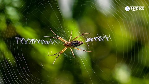 spider net