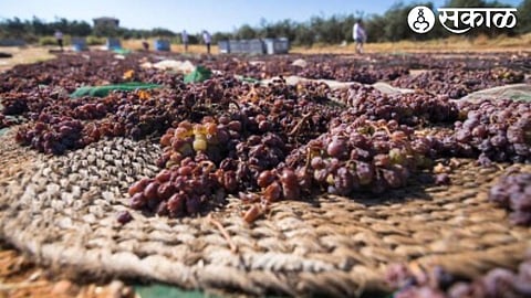 Raisins Production