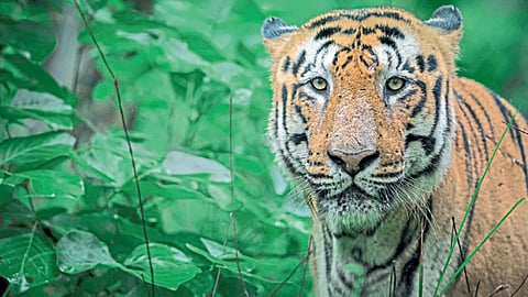 Bajrang Tiger
