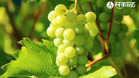 Grapes