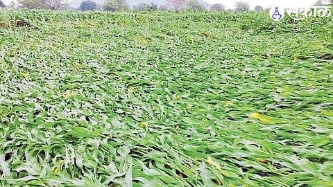Crop Damage (file photo)