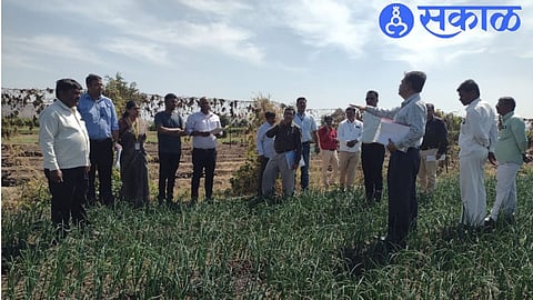 A team of the Center inspecting the onion crop at the farmer's dam in Vani Kasbe on Thursday.