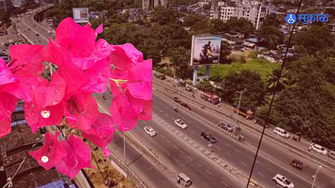 . Boglewells will soon bloom Mumbai's flyovers