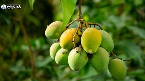 Mango Season