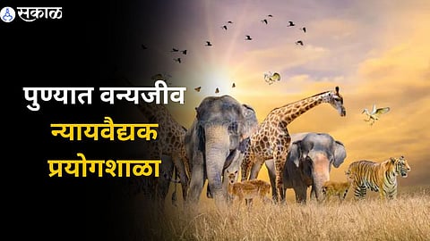 Wildlife Forensic Laboratory