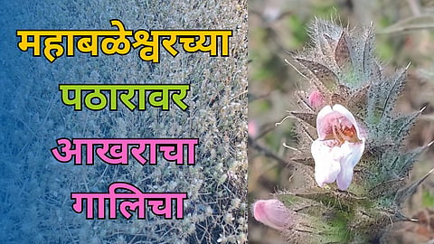 Mahabaleshwar Plateau