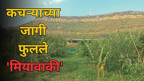 Plantation Miyawaki Trees in Satara