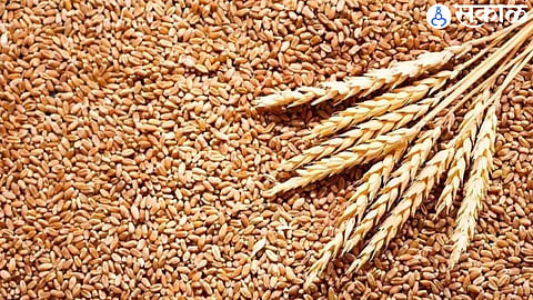 Wheat