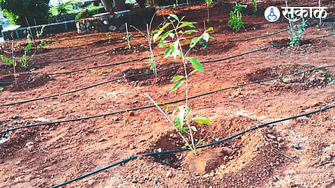 Shivai Deorai greening work going on at Shivneri fort through Jain drip.