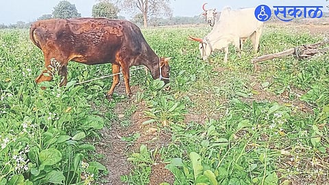 Animals abandoned in radish field due to fall in prices.