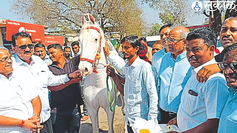 MLA Kashiram Pawara inspecting the horses in the cattle fair