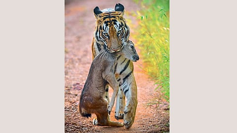 Tiger