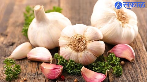 garlic ( file photo )
