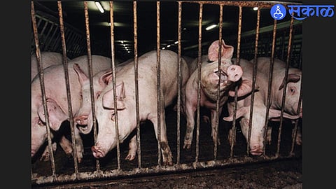 Pig (file photo)