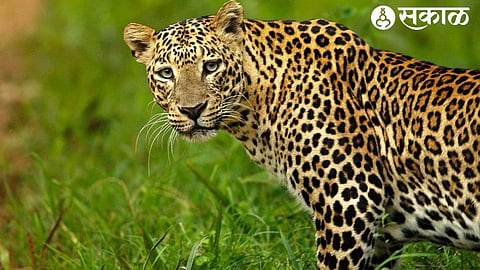 Leopard