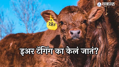 Cattle Ear Tagging: राज्यातील पशुधनांना ‘इअर टॅगिंग’ बंधनकारक, का केली जाते इअर टॅगिंग? जाणून घ्या