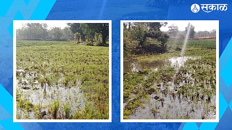 murbad farming photos