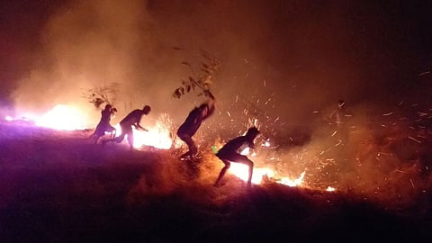 Forest Fire
