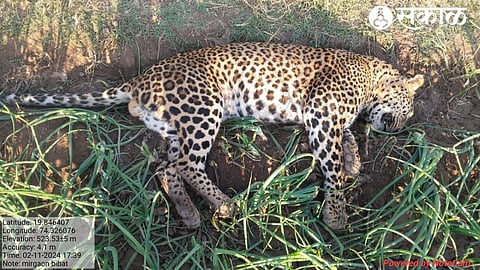 Dead Leopard