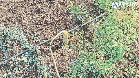 field Damage caused by wild boars