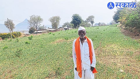 Tukaram Pawar showing fenugreek planted in three acre field.