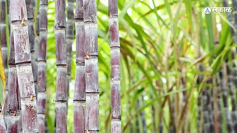 18 lakh tonnes of sugarcane is crush in majalgaon taluk beed