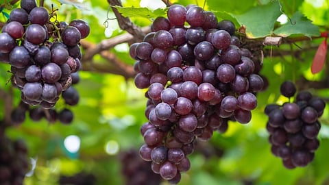 Sangli Grapes